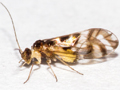 Graphopsocus cruciatus